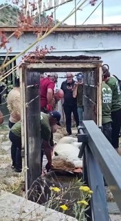 Животных из особняка Гагика Царукяна перевезли в Ереванский зоопарк по решению мэрии